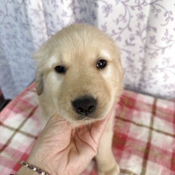 ゴールデンレトリバー【長野県・女の子・2025年9月27日・ゴールド】の写真「コロコロムチムチの可愛い女の子」