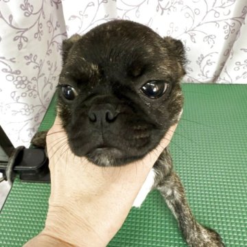 ミックス(ボストンテリア×パグ)【長野県・女の子・2025年6月1日・ブリンドル】の写真「明るい女の子になります。」