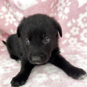 ミックス(ボーダーコリー×ゴールデンレトリバー)【長野県・女の子・2025年4月24日・黒】の写真「賢い両親から生まれました。」