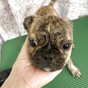 ミックス(ボストンテリア×パグ)【長野県・男の子・2025年6月1日・ブリンドル】の写真「人が大好きで甘えん坊です。」