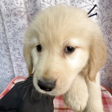 ゴールデンレトリバー【長野県・男の子・2025年9月27日・ゴールド】の写真「コロコロムチ」