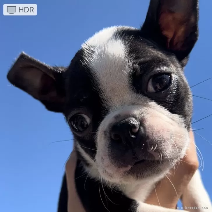 ID：2408-08661の子犬