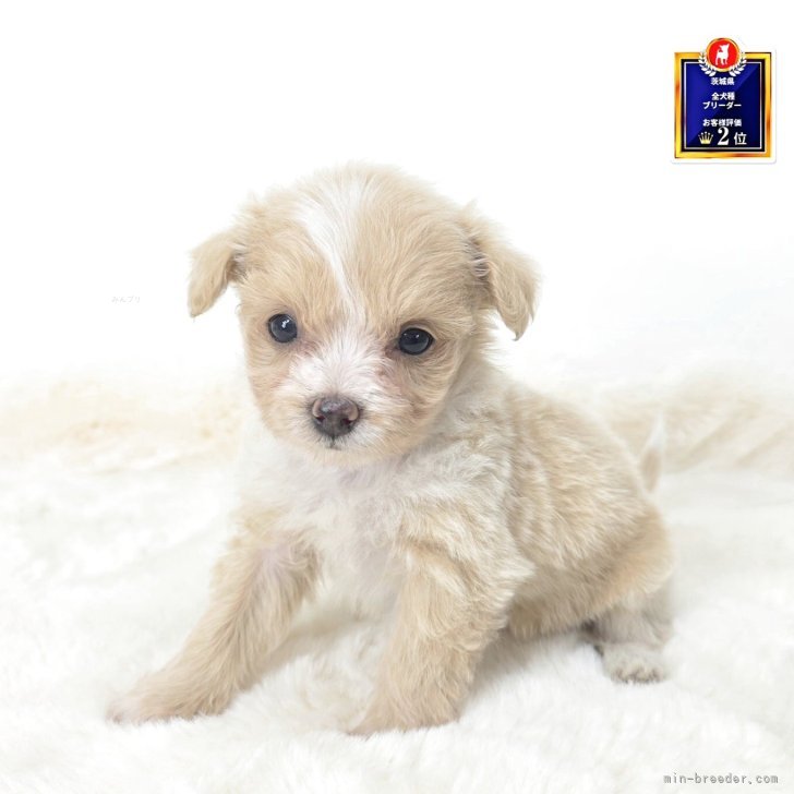 ブリーダー画像