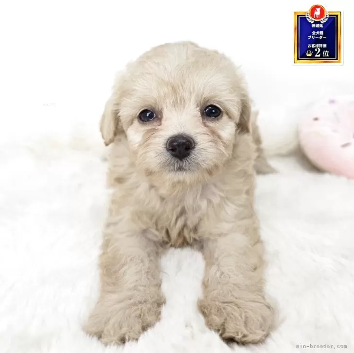 チワプー(チワワ×トイプードル)【茨城県・女の子・2025年8月23日・アプリコット】の写真1