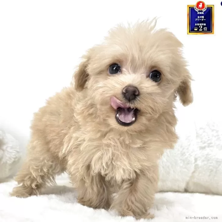 H.Ｉ 様のお迎えした子犬