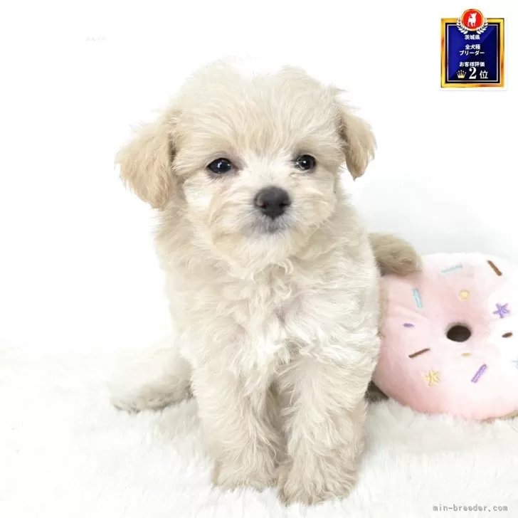 チワプー(チワワ×トイプードル)【茨城県・男の子・2025年8月23日・アプリコット】の写真1