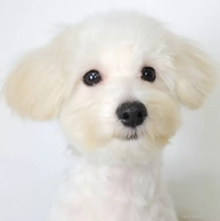 Y.N 様のお迎えした子犬