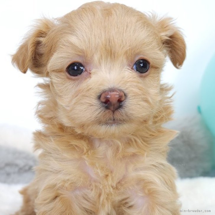 オーダー受付　チワワ　ご予約ページ　7/25 オーダー受付 チワワ ご予約ページ 7/25 ファッション小物