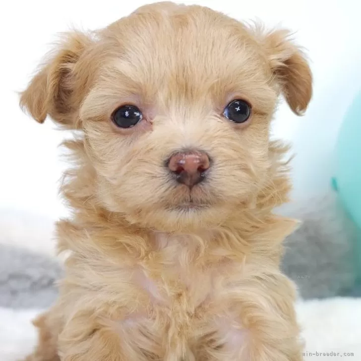 Y.Ｉ 様のお迎えした子犬