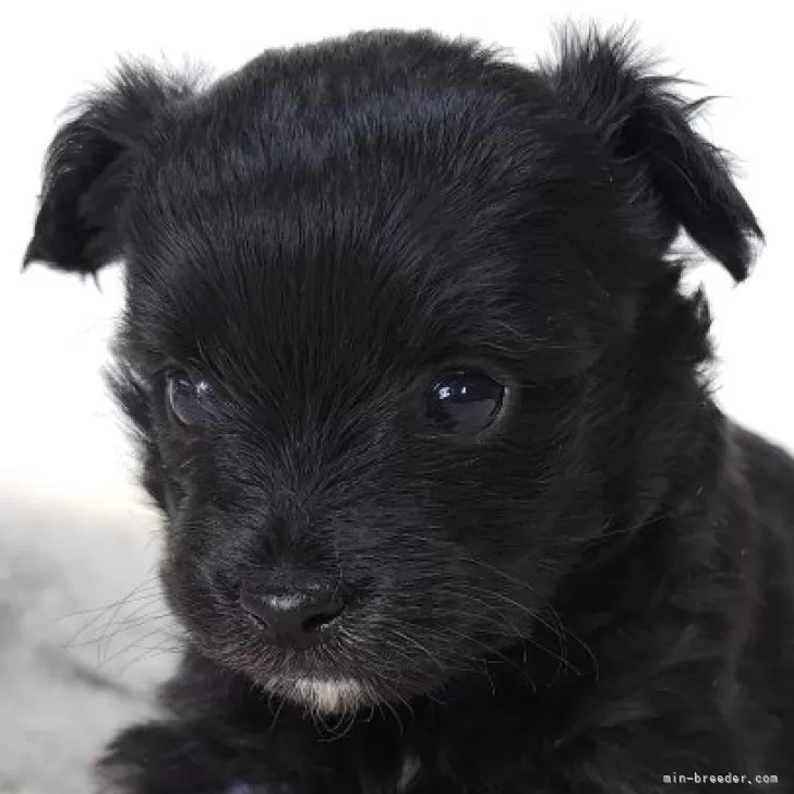 ID:2412-06910の子犬