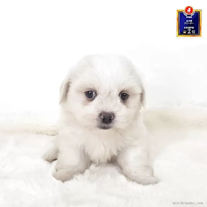 マルペキ【茨城県・男の子・2025年8月20日・ホワイト】の写真1