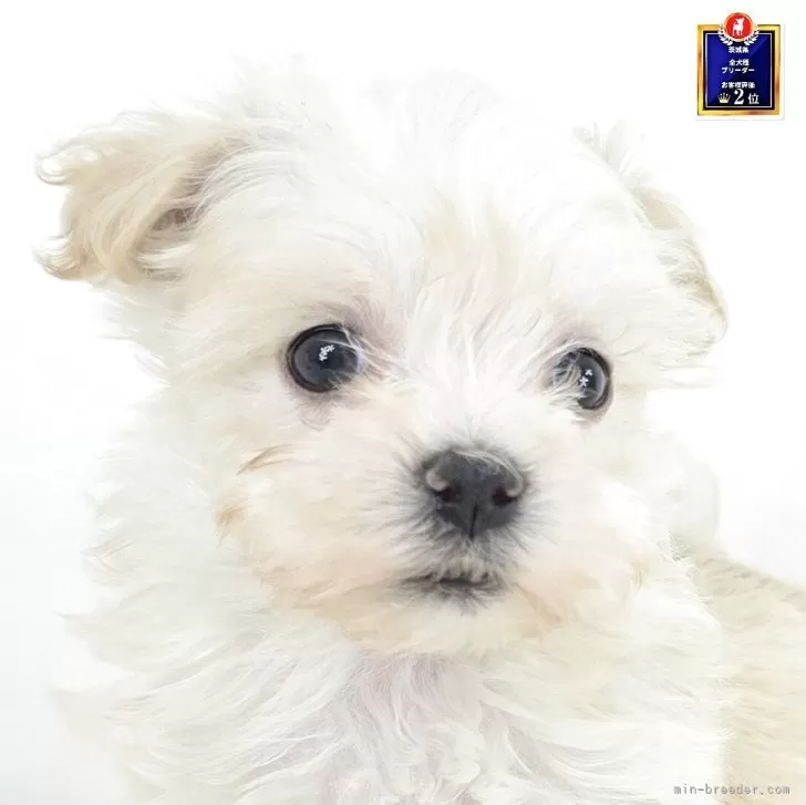 ミックス(マルチーズ×マルプー)【茨城県・女の子・2025年9月25日・アプリコットホワイト】の写真1