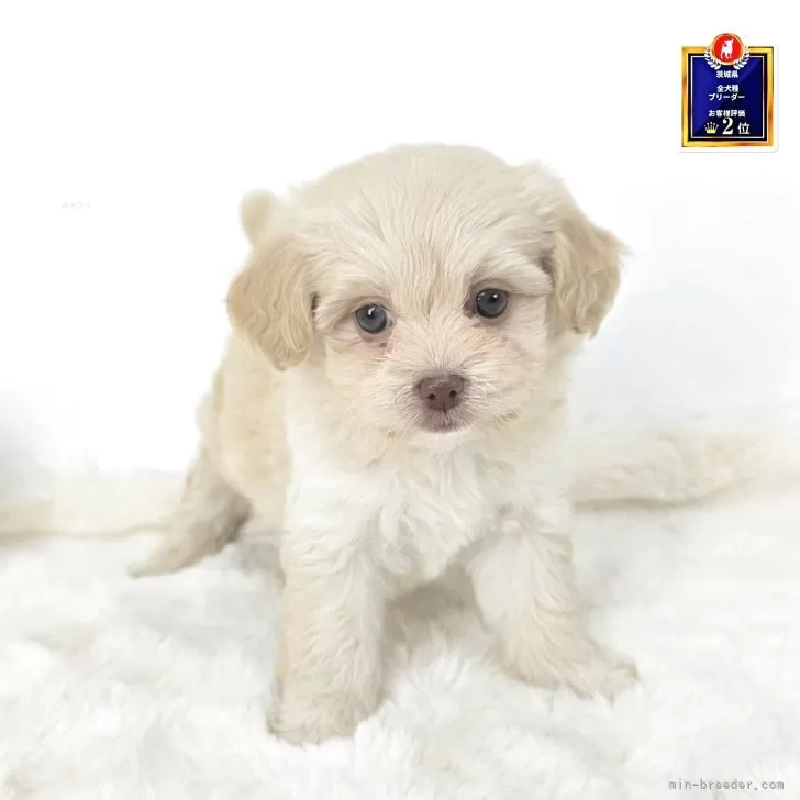 ミックス(トイプードル×マルペキ)【茨城県・女の子・2025年9月9日・アプリコット】の写真1