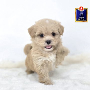 ミックス(トイプードル×ミックス)【茨城県・男の子・2025年9月9日・アプリコット】の写真「遊ぶの大好きなおとこのこ。」