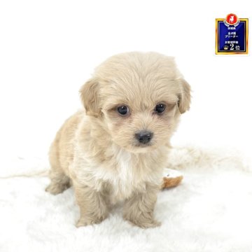 ミックス(トイプードル×ミックス)【茨城県・男の子・2025年9月9日・アプリコット】の写真「おもちゃ遊びが大好き。」