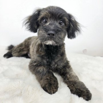 チワプー(チワワ×トイプードル)【茨城県・男の子・2024年11月24日・ブリンドル】の写真「抱っこ大好きなブリンドルの男の子！」