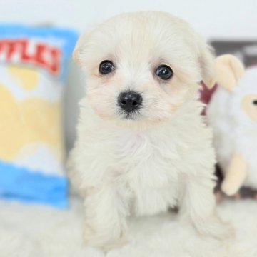 チワプー(チワワ×トイプードル)【茨城県・女の子・2025年2月17日・クリーム】の写真「可愛い女の子です！」