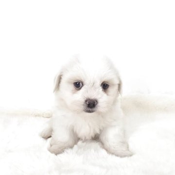ミックス(マルチーズ×ペキニーズ)【茨城県・男の子・2025年8月20日・ホワイト】の写真「コロコロしてて可愛い🩵」