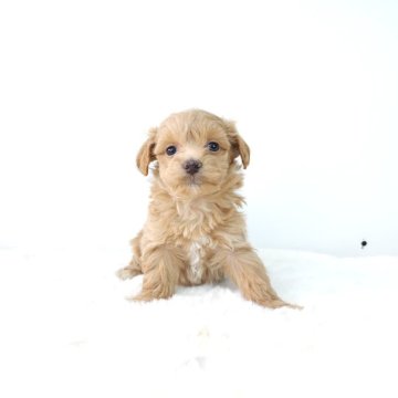 マルプー(マルチーズ×トイプードル)【茨城県・女の子・2025年2月4日・アプリコット】の写真「人が大好きしっぽフリフリガール🩷‪」