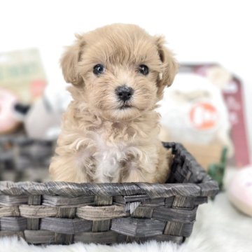 マルプー(マルチーズ×トイプードル)【茨城県・男の子・2025年5月1日・アプリコット】の写真「ちっちゃくて、可愛い」