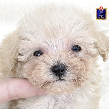 ミックス(トイプードル×チワプー)【茨城県・男の子・2025年9月13日・アプリコット】の写真「小さくてつぶらな瞳の女の子♥️」