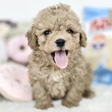 ミックス(トイプードル×ミックス)【茨城県・男の子・2025年3月28日・アプリコット】の写真「癒されて下さい！」