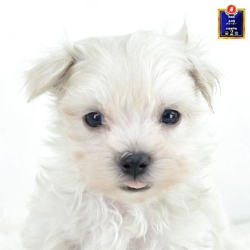 ミックス(マルチーズ×マルプー)【茨城県・男の子・2025年9月25日・アプリコットホワイト】の写真「ちょこっとベロがかわいいね🩵」