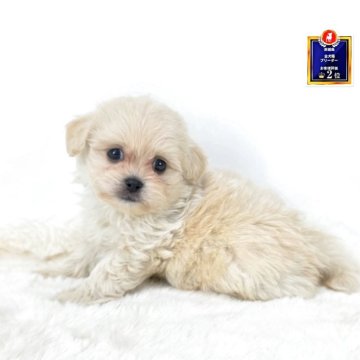 ミックス(トイプードル×ミックス)【茨城県・男の子・2025年9月9日・アプリコット】の写真「お母さんはマルペキ　お父さんはダッフィー！TP。」