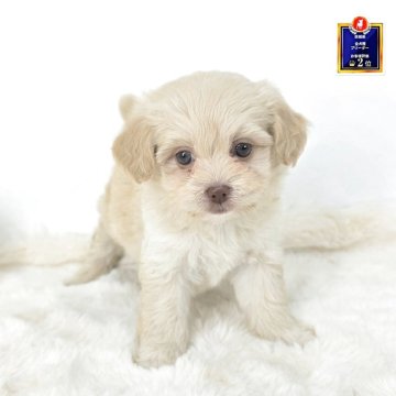 ミックス(トイプードル×ミックス)【茨城県・女の子・2025年9月9日・アプリコット】の写真「透き通る瞳！くりくりで可愛すぎる。」