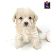 チワプー(チワワ×トイプードル)