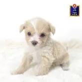 チワプー(チワワ×トイプードル)【茨城県・男の子・2025年9月7日・アプリコット】の写真1