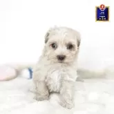 マルプー(マルチーズ×トイプードル)【茨城県・男の子・2025年7月27日・アプリコット 濃い】の写真1