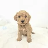 トイプードル(トイ)【茨城県・男の子・2025年5月29日・アプリコット】の写真1