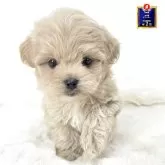 ミックス(トイプードル×マルペキ)【茨城県・男の子・2025年9月9日・アプリコット】の写真1