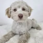 マルプー(マルチーズ×トイプードル)【茨城県・男の子・2024年12月20日・アプリコット】の写真1