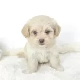 ミックス(トイプードル×マルペキ)【茨城県・女の子・2025年9月9日・アプリコット】の写真5