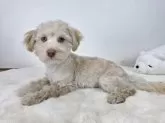 マルプー(マルチーズ×トイプードル)【茨城県・男の子・2024年12月20日・アプリコット】の写真4
