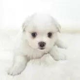 マルペキ【茨城県・女の子・2025年8月20日・ホワイト】の写真5