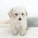 ミックス(トイプードル×チワプー)【茨城県・男の子・2025年9月13日・アプリコット】の写真3