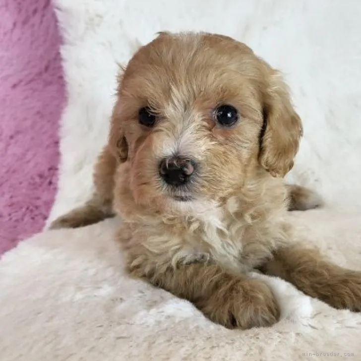 ID:2210-00085の子犬
