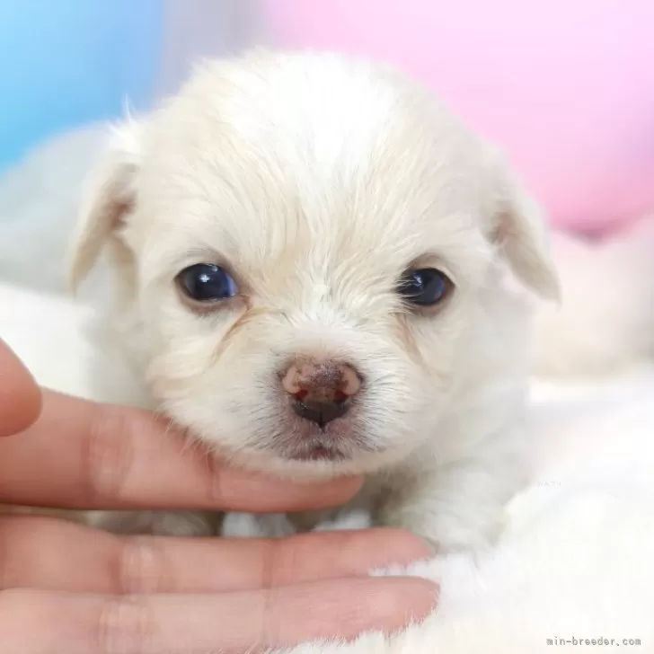 ID:2408-01046の子犬