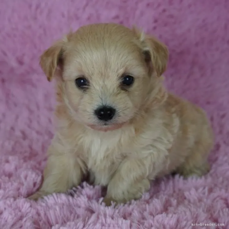 ID:2212-04403の子犬