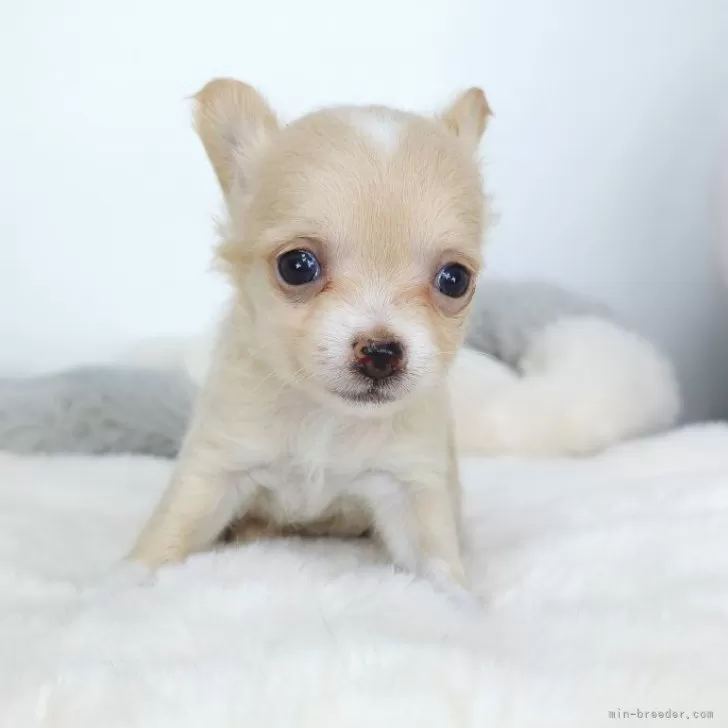 ID:2409-00180の子犬