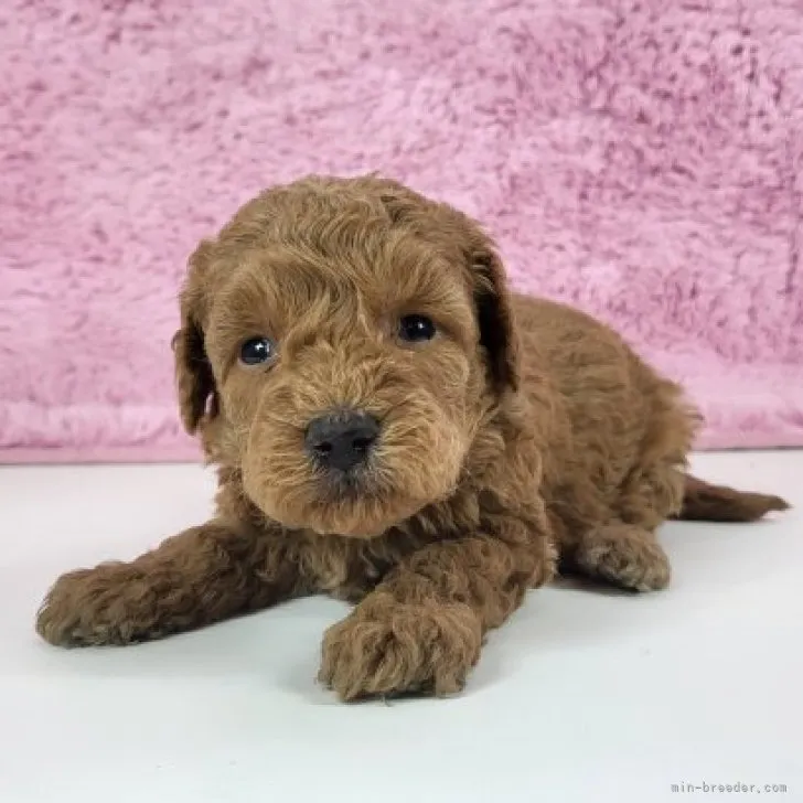 ID：2303-02090の子犬