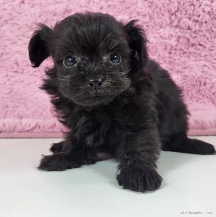 ID：2303-02093の子犬