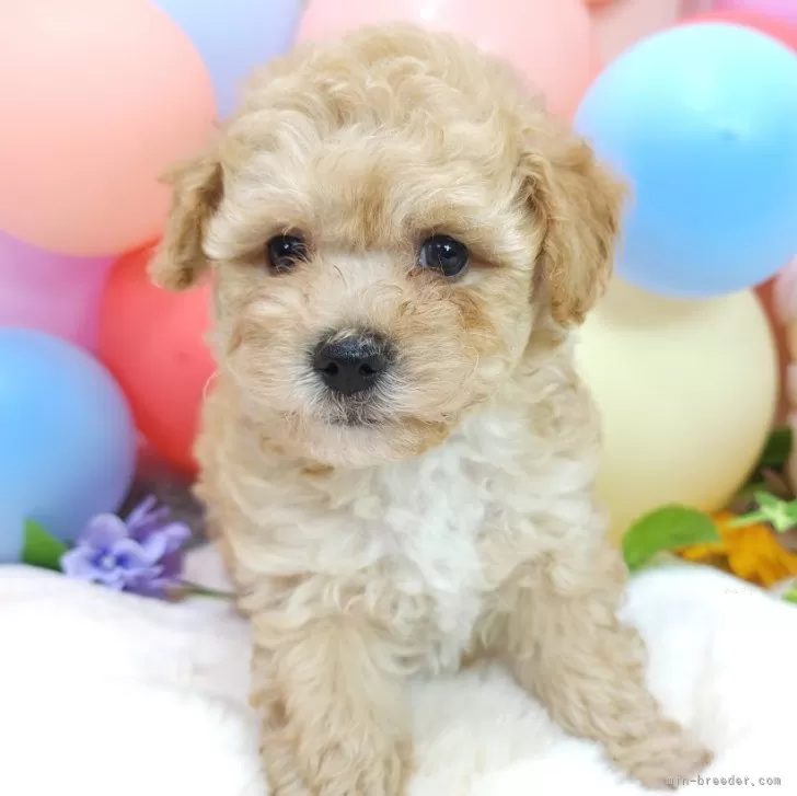 ID:2406-04332の子犬