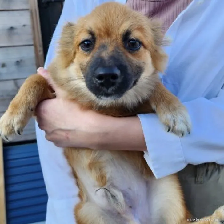 ID：2307-00744の子犬