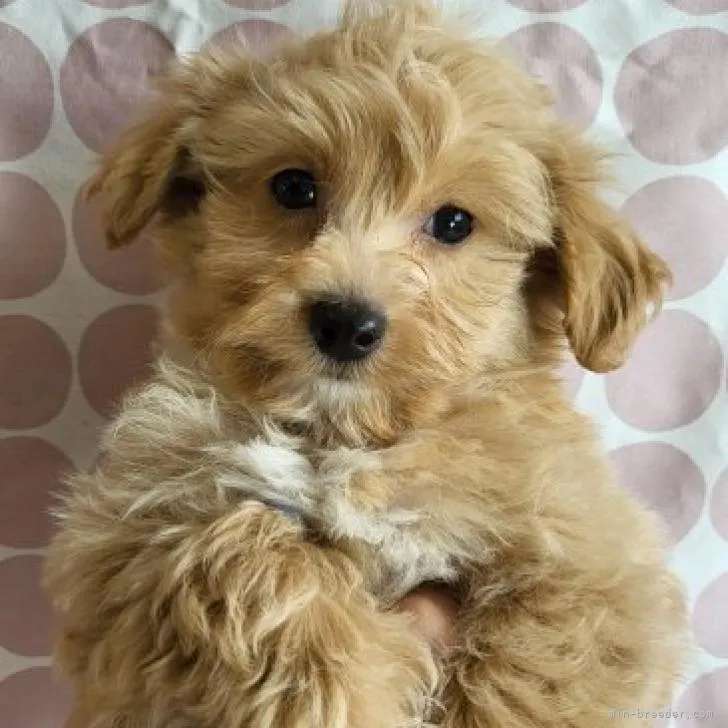 memechaku 様のお迎えした子犬