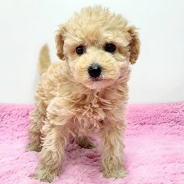 トイプードル×チワプー【茨城県・女の子・2023年8月26日・クリーム】の写真「ちょっと珍しい？チワプーとトイプーのミックスちゃん」