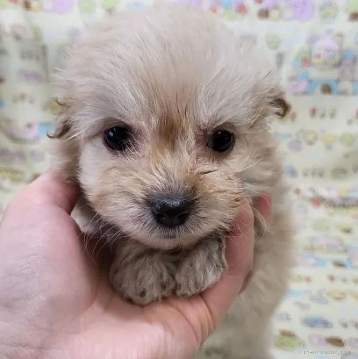 M.S 様のお迎えした子犬